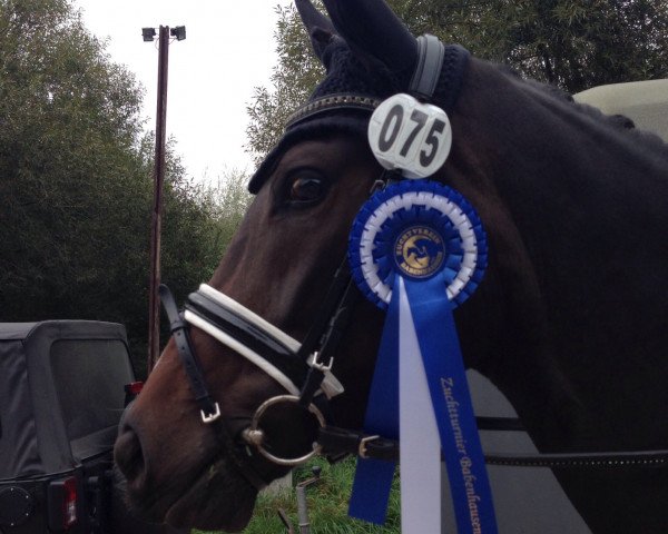 dressage horse Bellatrix Lestrange (Württemberger, 2011, from Belissimo NRW)