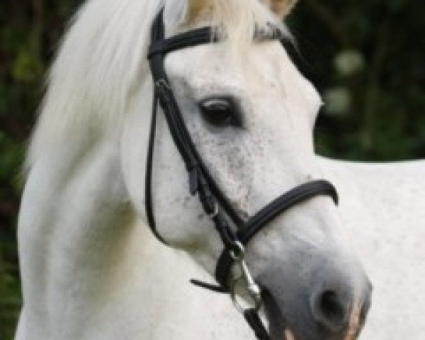 jumper Carpalo's Rubin (German Sport Horse, 2003, from Carpalo)