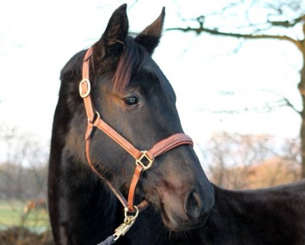 horse Charming Choice (Hanoverian, 2011, from Chivas)