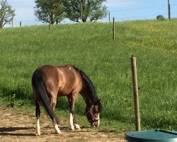 dressage horse Cannenburgh Danyse (Welsh mountain pony (SEK.A), 2003, from Talgarth Elfed)