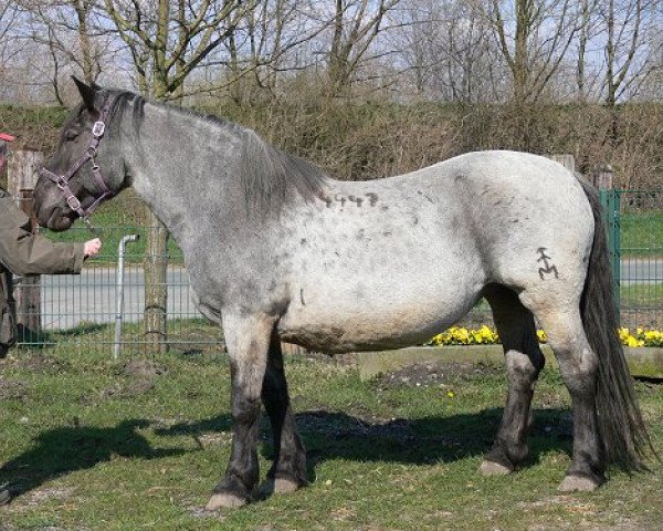 Cavallo Ciganka (Noriker, 1997, di Anabberg Vulkan XIV)