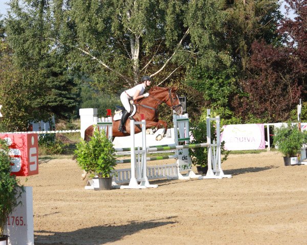 dressage horse Day la Belle (Hanoverian, 2008, from Don Ricoss)