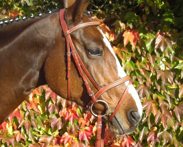jumper Simply Sue (Hanoverian, 2002, from San Brasil) jumper Simply Sue (Hanoverian, 2002, from San Brasil)