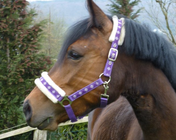 Springpferd Joy of Enjoy Stables (New-Forest-Pony, 2007, von Molenaar's Golden King)