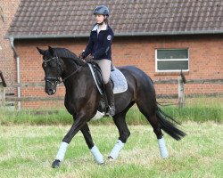 Klacz hodowlana Ra Punzel SB (Westfalczyk, 2011, od Real Diamond)