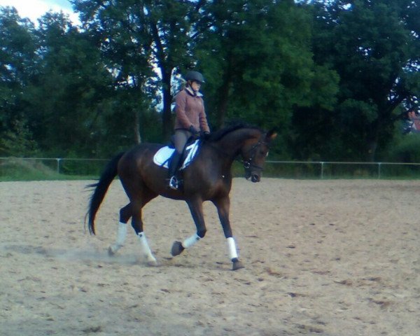 horse Sam (Westphalian, 2008, from Stoiber SN)