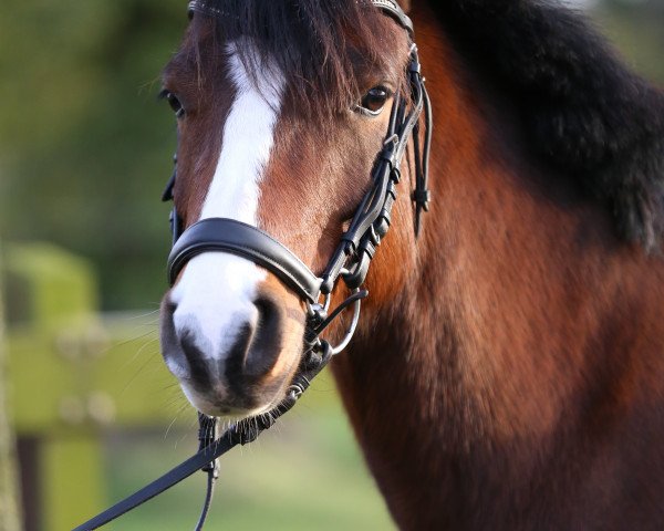 dressage horse Bellissima K (Welsh Partbred, 2009, from Benneton Boy)