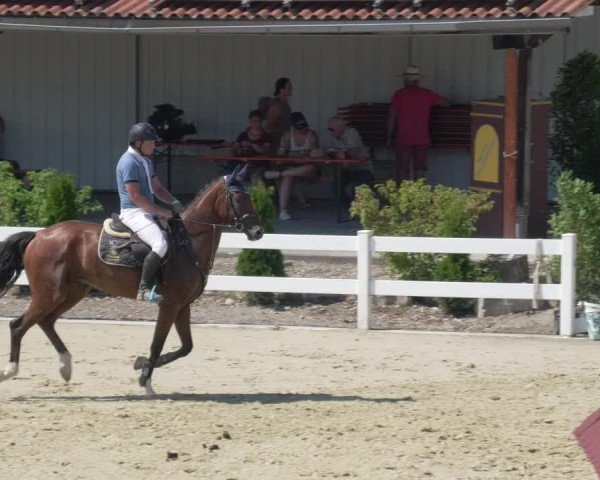 Reitturnier Leutkirch-Diepoldshofen 2020