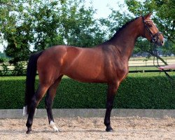 Zuchtstute Spielberg‘s Grace (KWPN (Niederländisches Warmblut), 2012, von Spielberg)