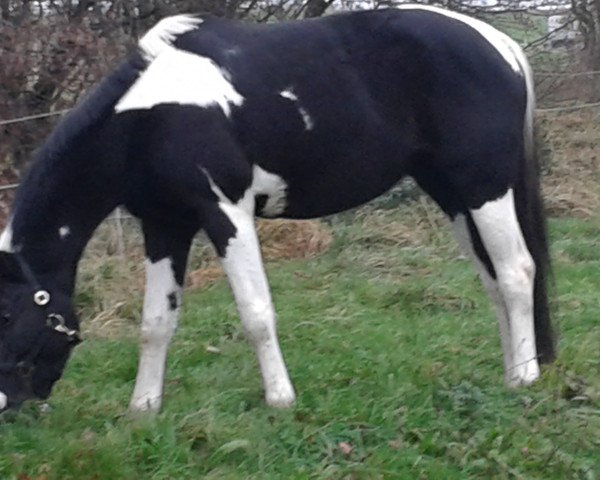 Pferd Issis (Trakehner, 2007, von Camaro) Pferd Issis (Trakehner, 2007, von Camaro)