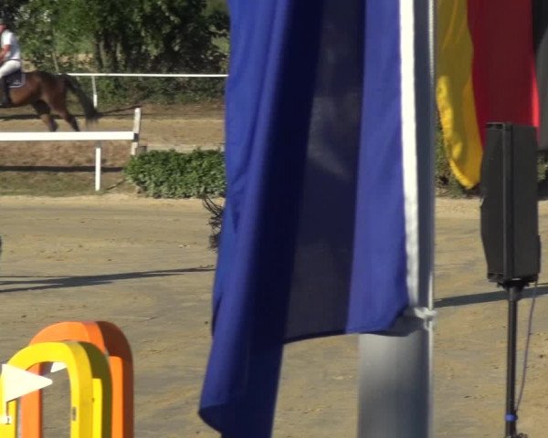Reitturnier Bornheim-Widdig 2020