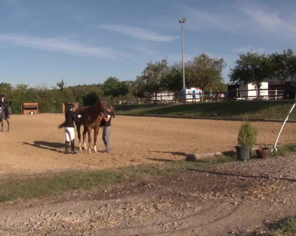 Reitturnier Brünst/Mfr. 2020