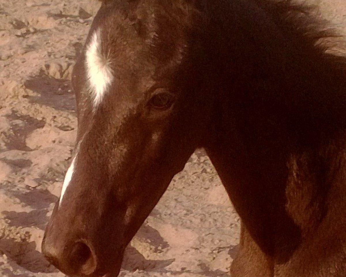 dressage horse Mambo 189 (German Sport Horse, 2014, from E.H. Millennium)