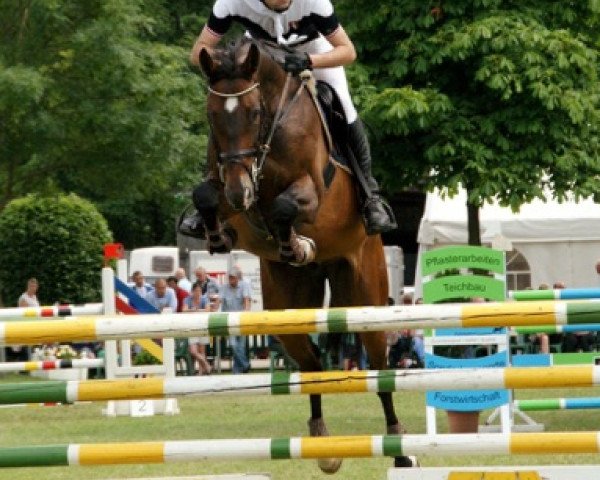 Springpferd Quidam's Cero (Westfale, 2006, von Quidam's Rubin)