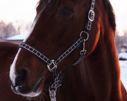 Springpferd Quibell 21 (Hannoveraner, 2008, von Quite Capitol)