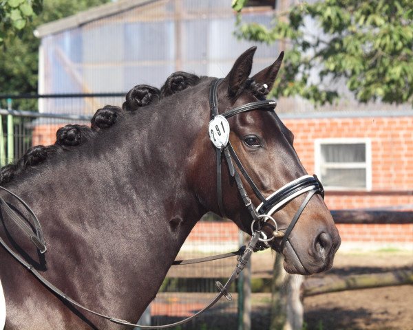 Dressurpferd Atrevida de Ávila (Lusitano, 2010) Dressurpferd Atrevida de Ávila (Lusitano, 2010)