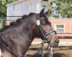 dressage horse Atrevida de Ávila (Lusitano, 2010)