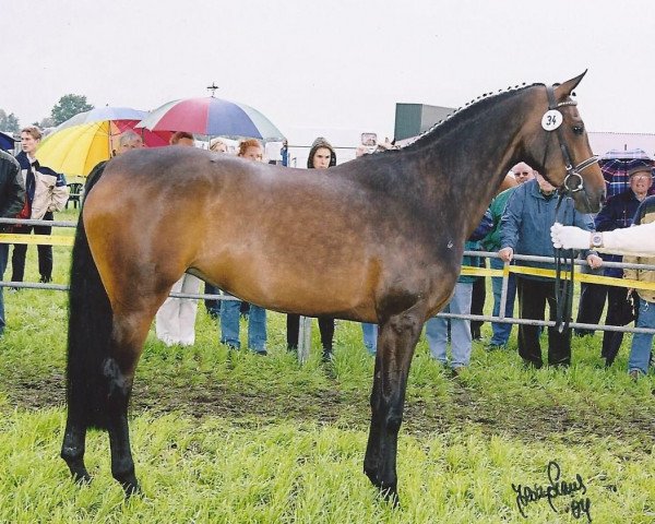 Zuchtstute Rosa Argentina (Hannoveraner, 2001, von Rohdiamant)