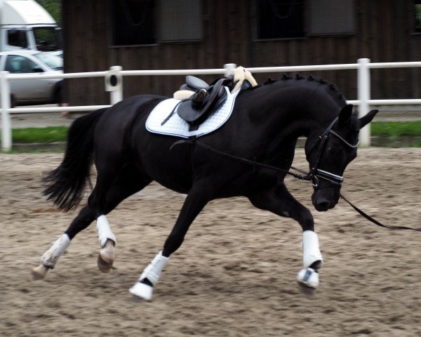 horse Natcho Nova (German Riding Pony, 2011, from Nemax)