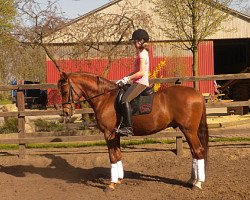 dressage horse Tegucigalpa (German Riding Pony, 2007, from Timing)