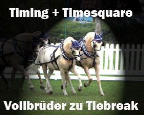 stallion Timing (Welsh-Pony (Section B), 2003, from Tizian)