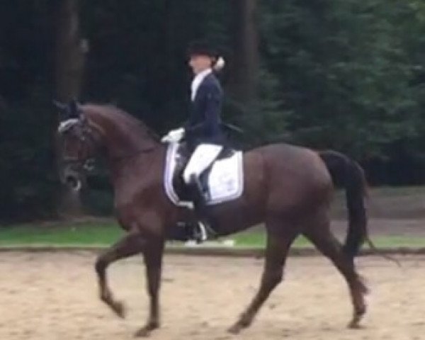 dressage horse Fürst Fidelio 2 (Westphalian, 2003, from Fürst Piccolo)