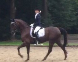 dressage horse Fürst Fidelio 2 (Westphalian, 2003, from Fürst Piccolo)