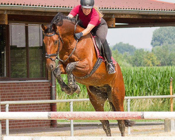 jumper Jurian 2 (KWPN (Royal Dutch Sporthorse), 2009, from Jumper)