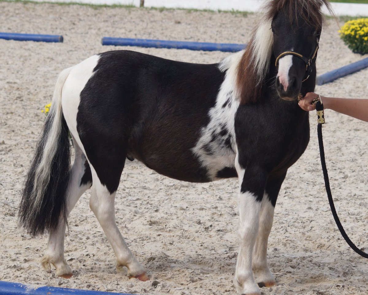 stallion Fjodor vom Nordwind (Dt.Part-bred Shetland pony, 2014, from Flashdancer)