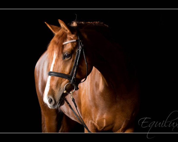 jumper Cyrella (German Riding Pony, 2006, from Cyriac WE)