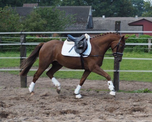 horse Niko (German Riding Pony, 2012, from Nadir vom Splitting WE)