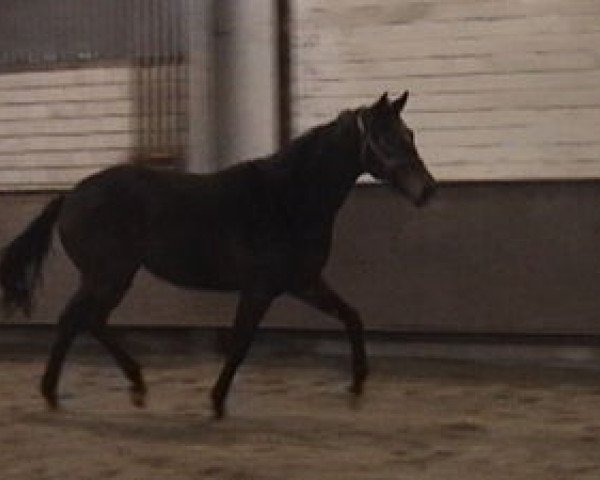 broodmare Agility xx (Thoroughbred, 2005, from Kalatos xx)
