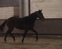 broodmare Agility xx (Thoroughbred, 2005, from Kalatos xx)