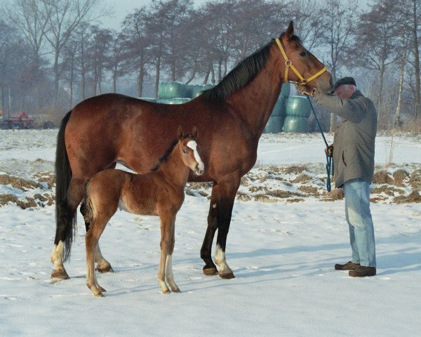 broodmare Dorina C (Hanoverian, 1995, from Don Primero) broodmare Dorina C (Hanoverian, 1995, from Don Primero)