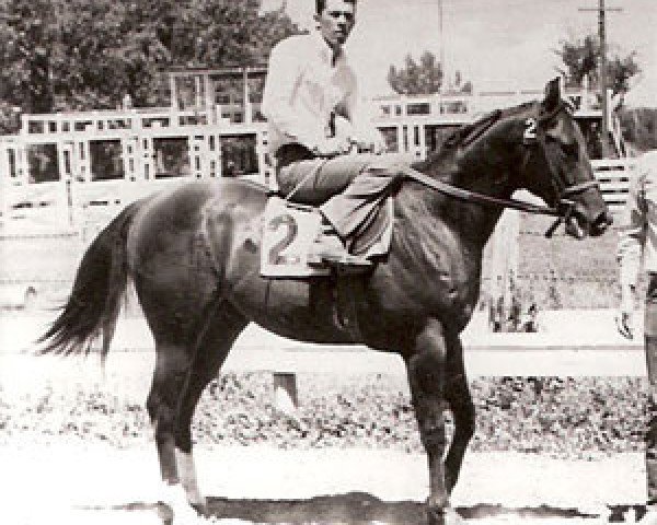 Deckhengst Doc's Jack Frost (Quarter Horse, 1968, von Doc Bar) Deckhengst Doc's Jack Frost (Quarter Horse, 1968, von Doc Bar)