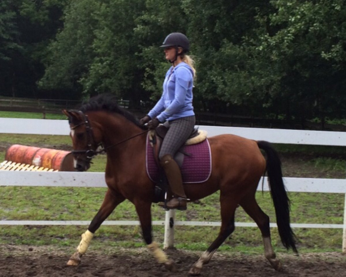 Zuchtstute Doreen (Deutsches Reitpony, 2008, von Hilkens Black Delight)