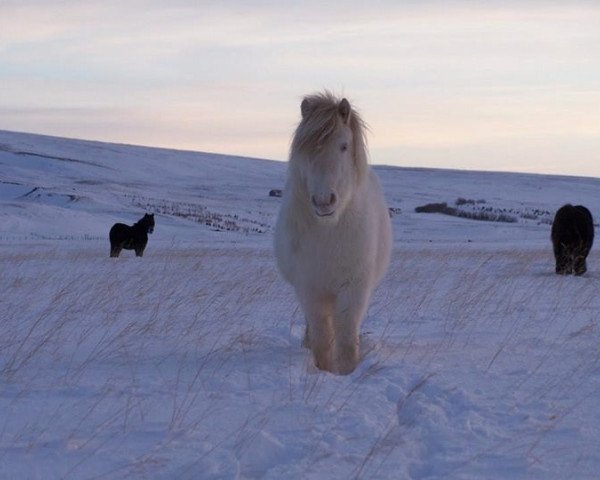 Zuchtstute Morgundögg frá Syðra-Kolugili (Islandpferd, 2013, von Dagfari frá Sauðárkróki)