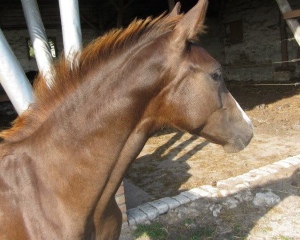 Pferd Rosenfee (Hannoveraner, 2015, von Royal Blend)