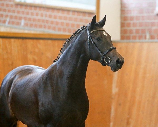 Dressurpferd Bruni H (Mecklenburger, 2009, von Brioni)
