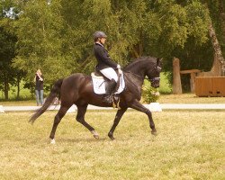 Dressurpferd Ballantines 33 (Deutsches Reitpony, 2010, von Boyfriend)