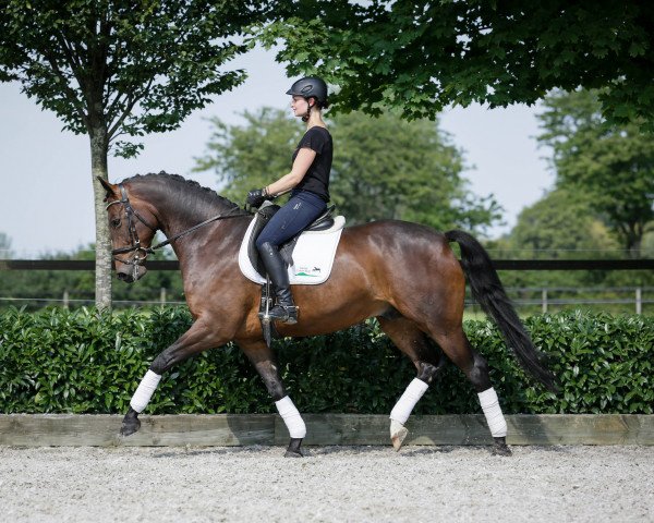 Dressurpferd Insterlord V (Westfale, 2010, von Instertanz V 241 FIN)
