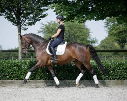 Dressurpferd Insterlord V (Westfale, 2010, von Instertanz V 241 FIN)