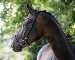 broodmare Hoftänzerin V (Westphalian, 2011, from Hofmarschall V)