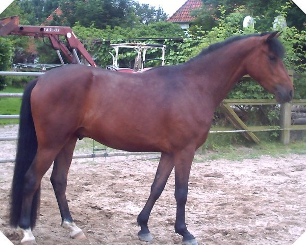 Dressurpferd Benni Benito L (Deutsches Reitpony, 2004, von Benetton S) Dressurpferd Benni Benito L (Deutsches Reitpony, 2004, von Benetton S)