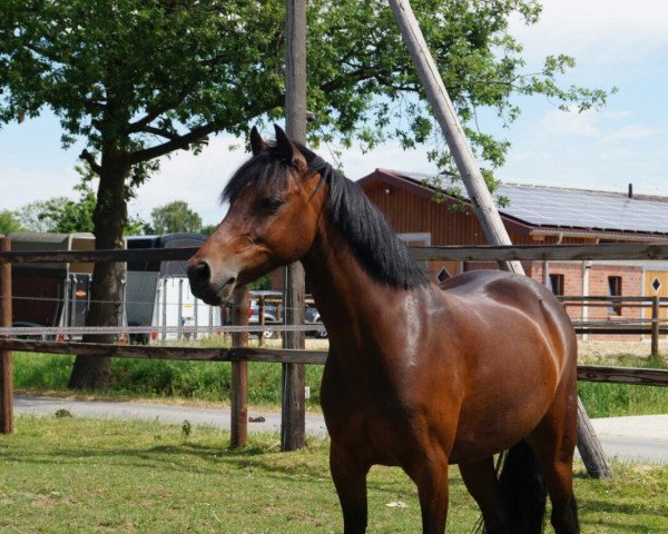 dressage horse Fee 900 (German Riding Pony, 2003, from Bernhard)