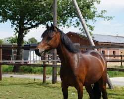 dressage horse Fee 900 (German Riding Pony, 2003, from Bernhard)