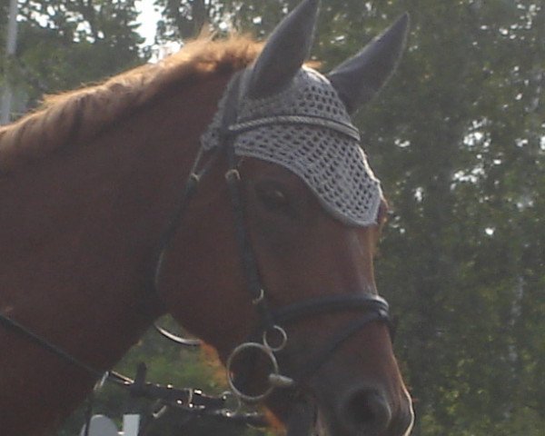 horse Pluie d'Avril (Bavarian, 2001, from Pour Plaisir 2)