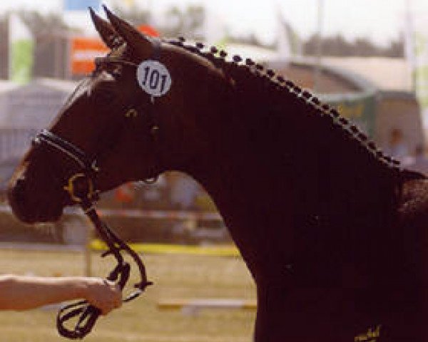 broodmare Dream On (Hanoverian, 2002, from Davignon I)