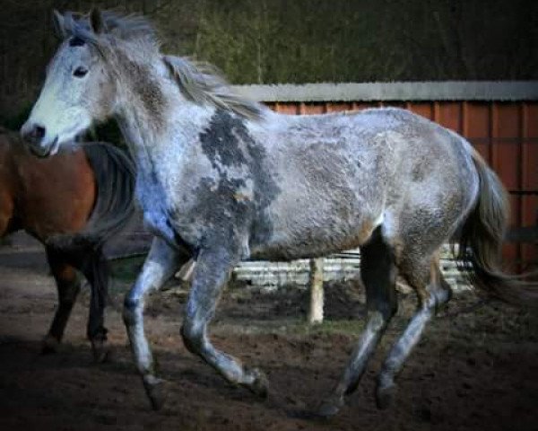 horse Lina Du Moulin xx (Thoroughbred, 2002, from Manninamix xx)