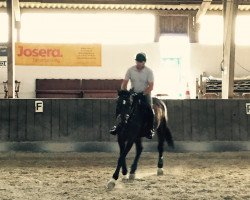 Springpferd Cubito (Holsteiner, 2008, von Contender)